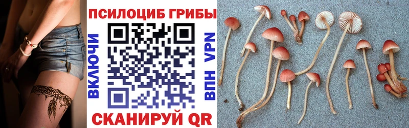 Псилоцибиновые грибы мицелий Березники
